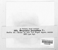 Depazea populina image